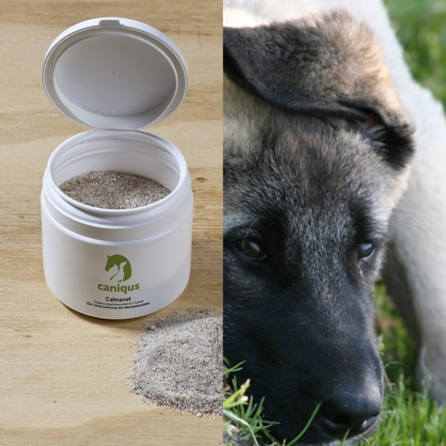 Nahrungsergänzungsmittel Hund Archive Caniqus