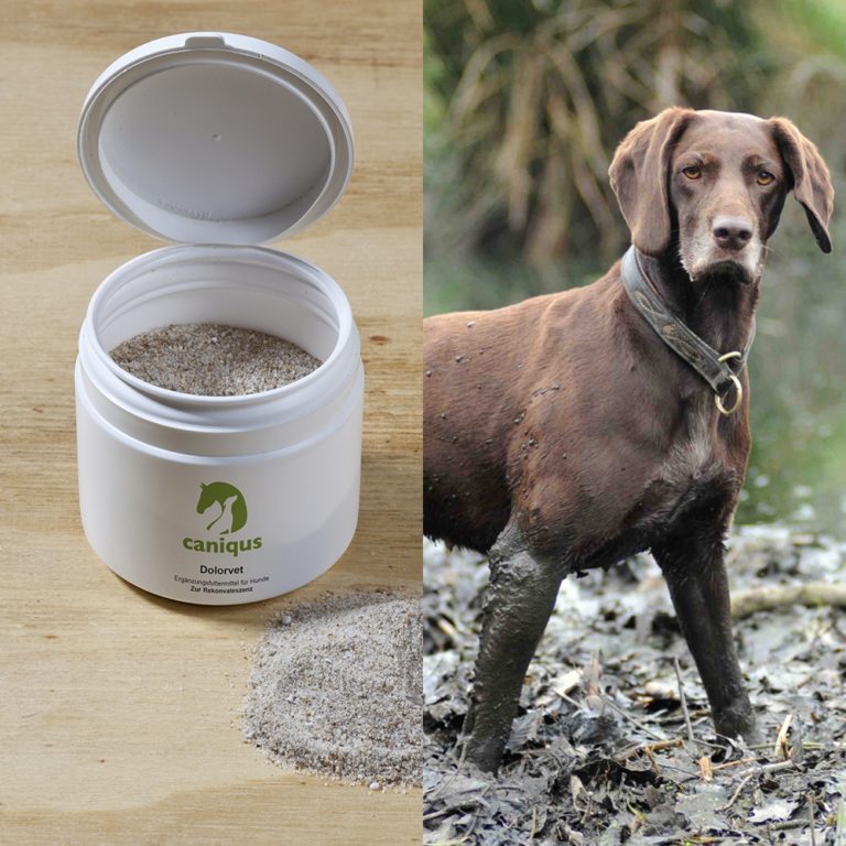 Nahrungsergänzungsmittel Hund Archive Caniqus