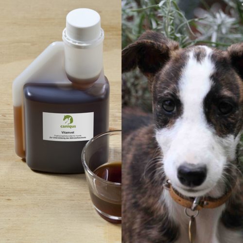 Nahrungsergänzungsmittel Hund Archive Caniqus